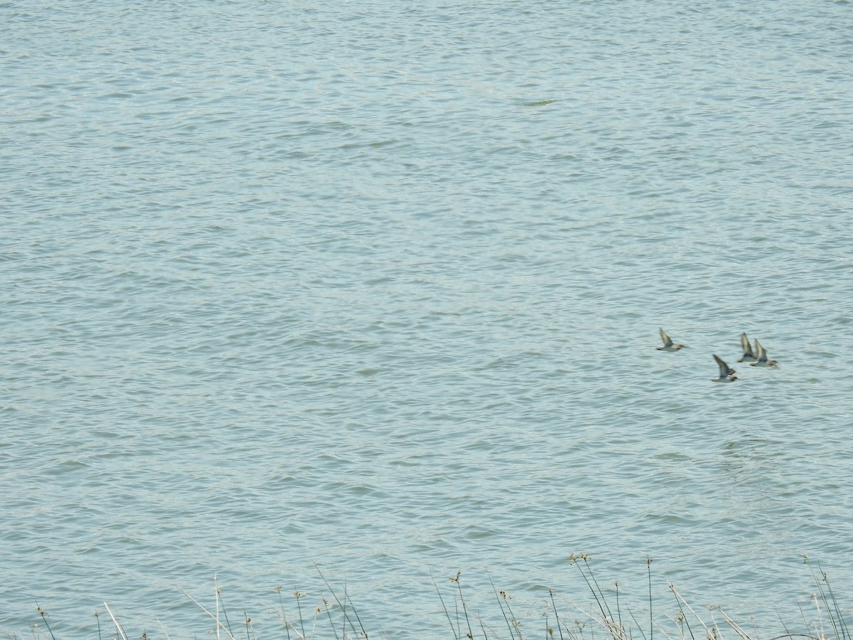 Phalarope à bec étroit - ML239908451