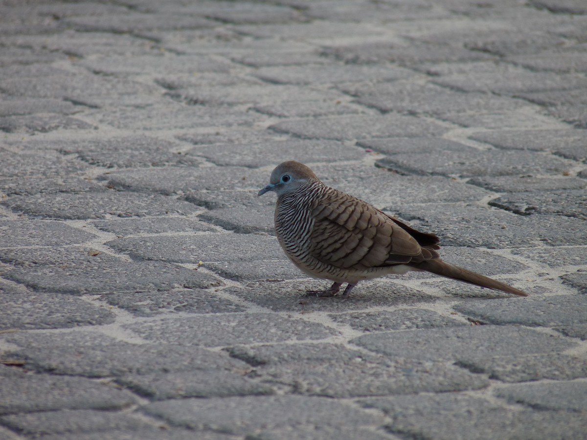 Zebra Dove - ML239909571