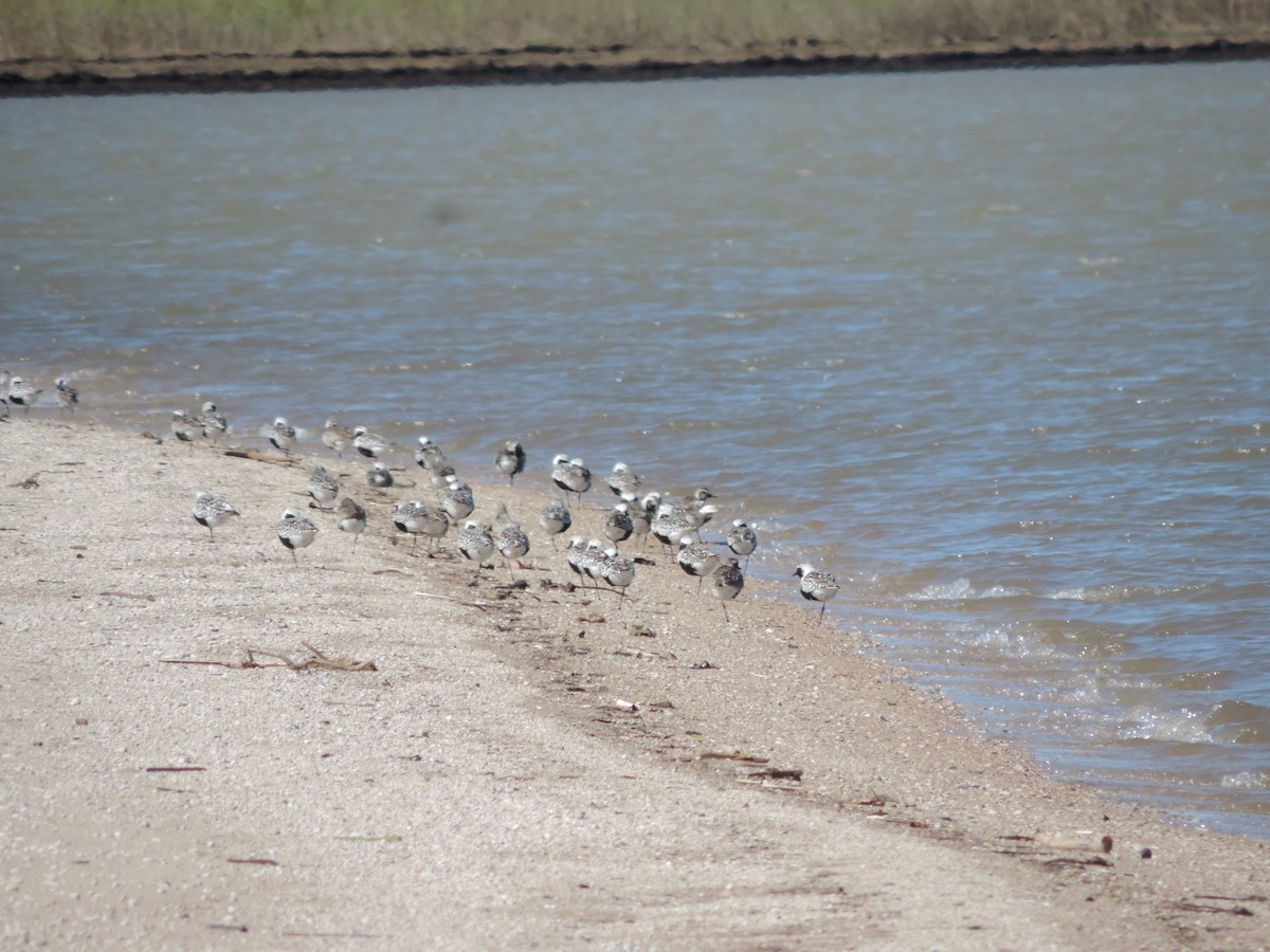 Black-bellied Plover - John Weier