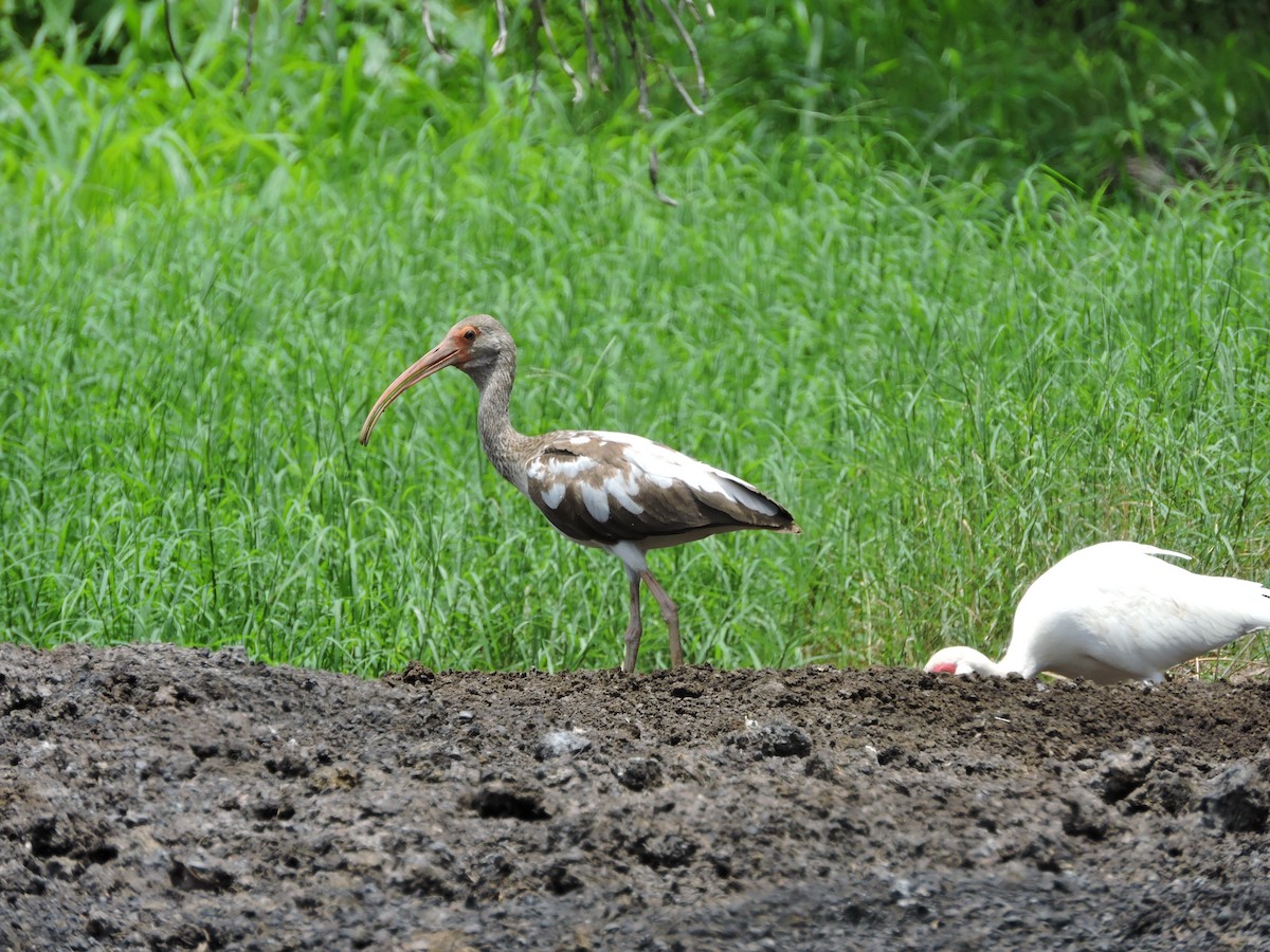 ibis bílý - ML239910581