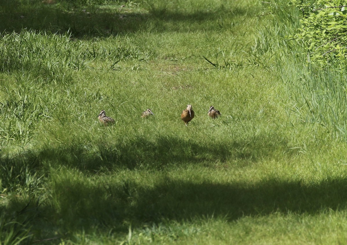 American Woodcock - ML239910741