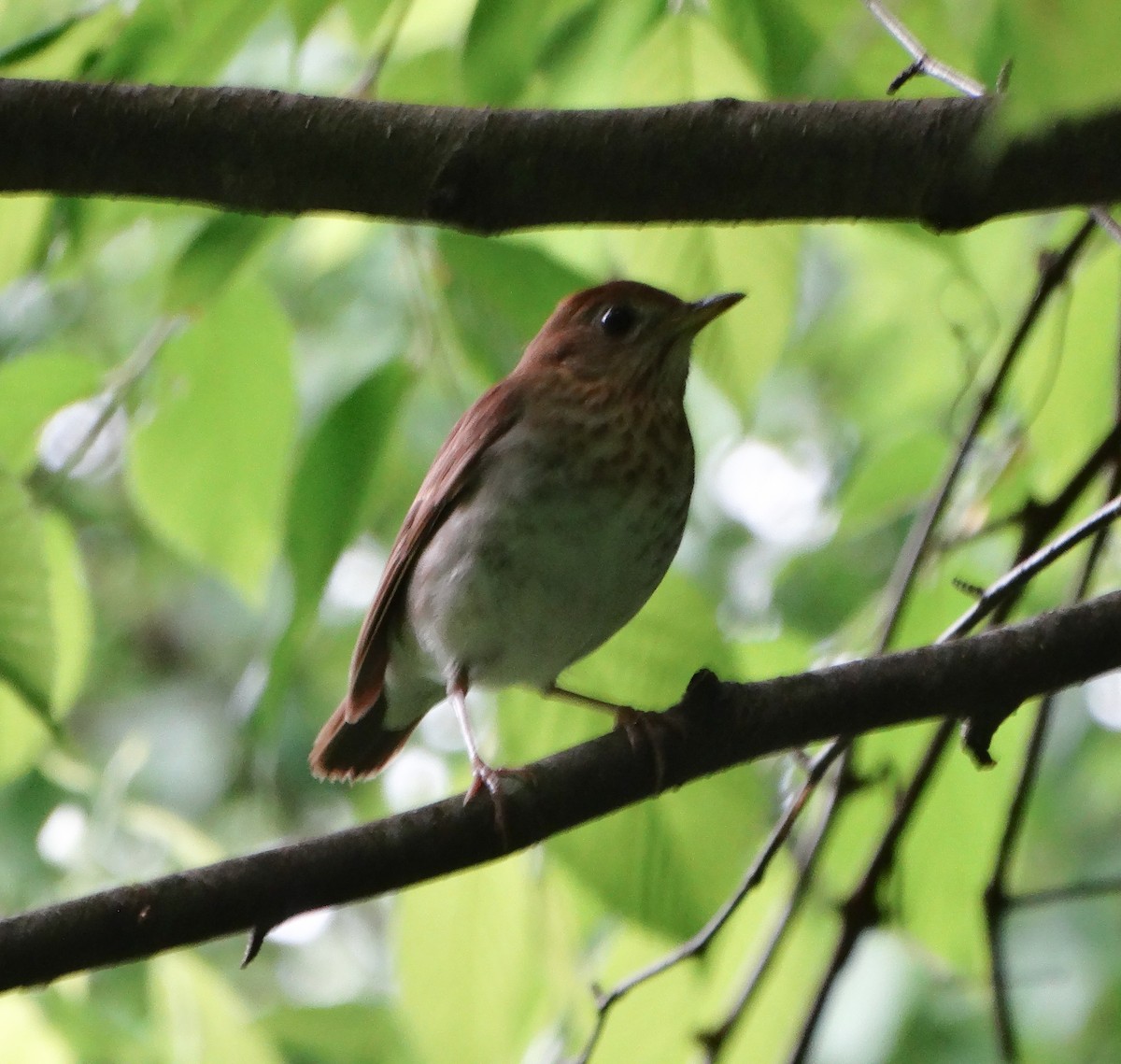 Veery - Alison Van Keuren