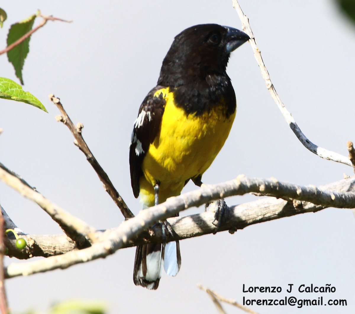 Black-backed Grosbeak - Lorenzo Calcaño