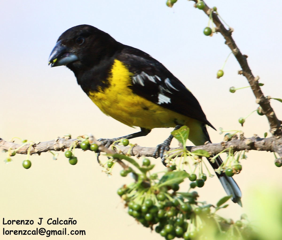 Black-backed Grosbeak - Lorenzo Calcaño