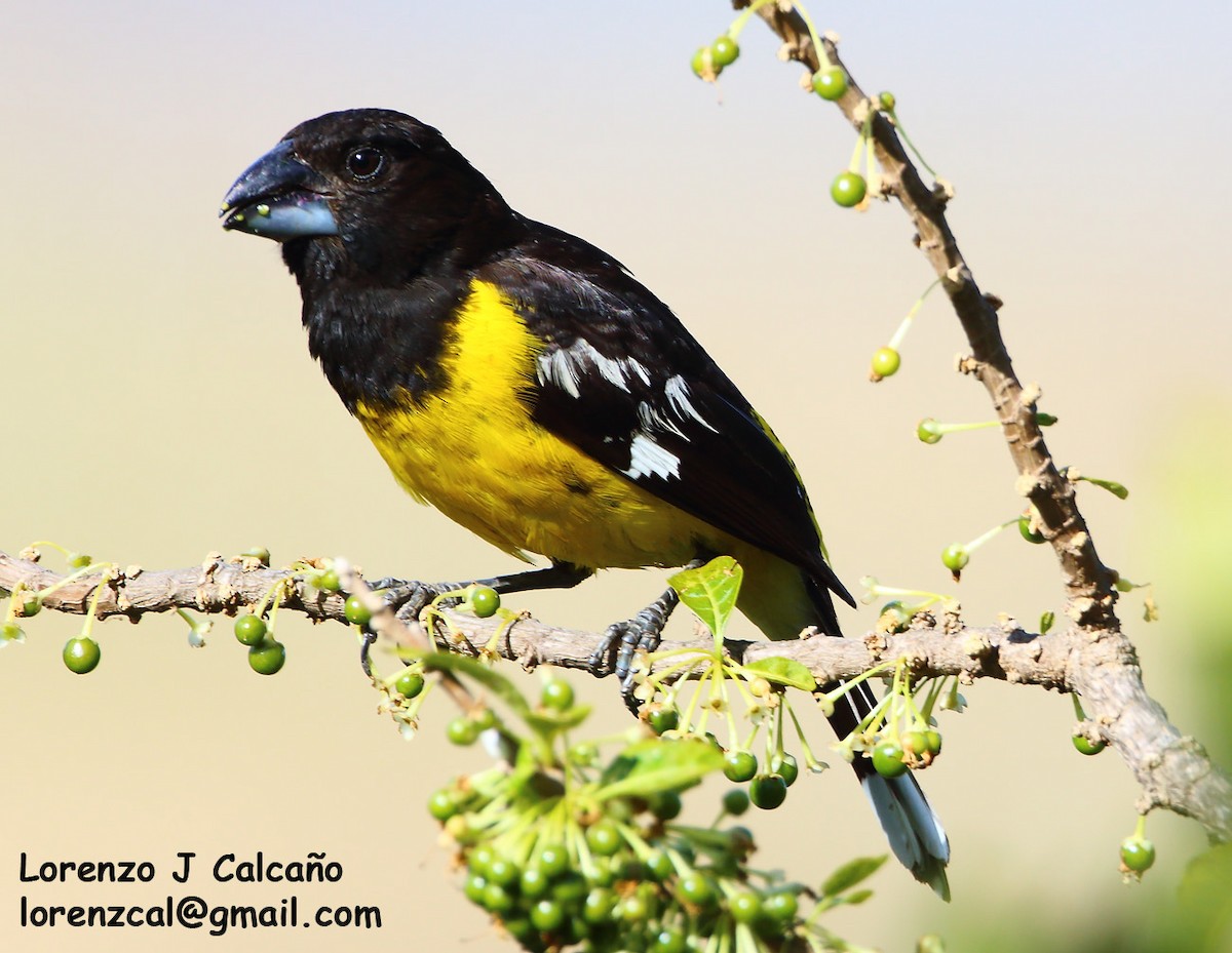 Black-backed Grosbeak - Lorenzo Calcaño