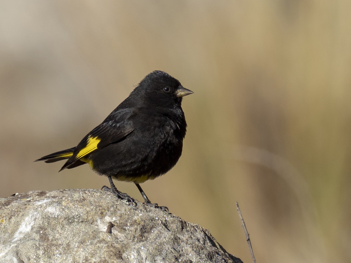 Black Siskin - ML239913261