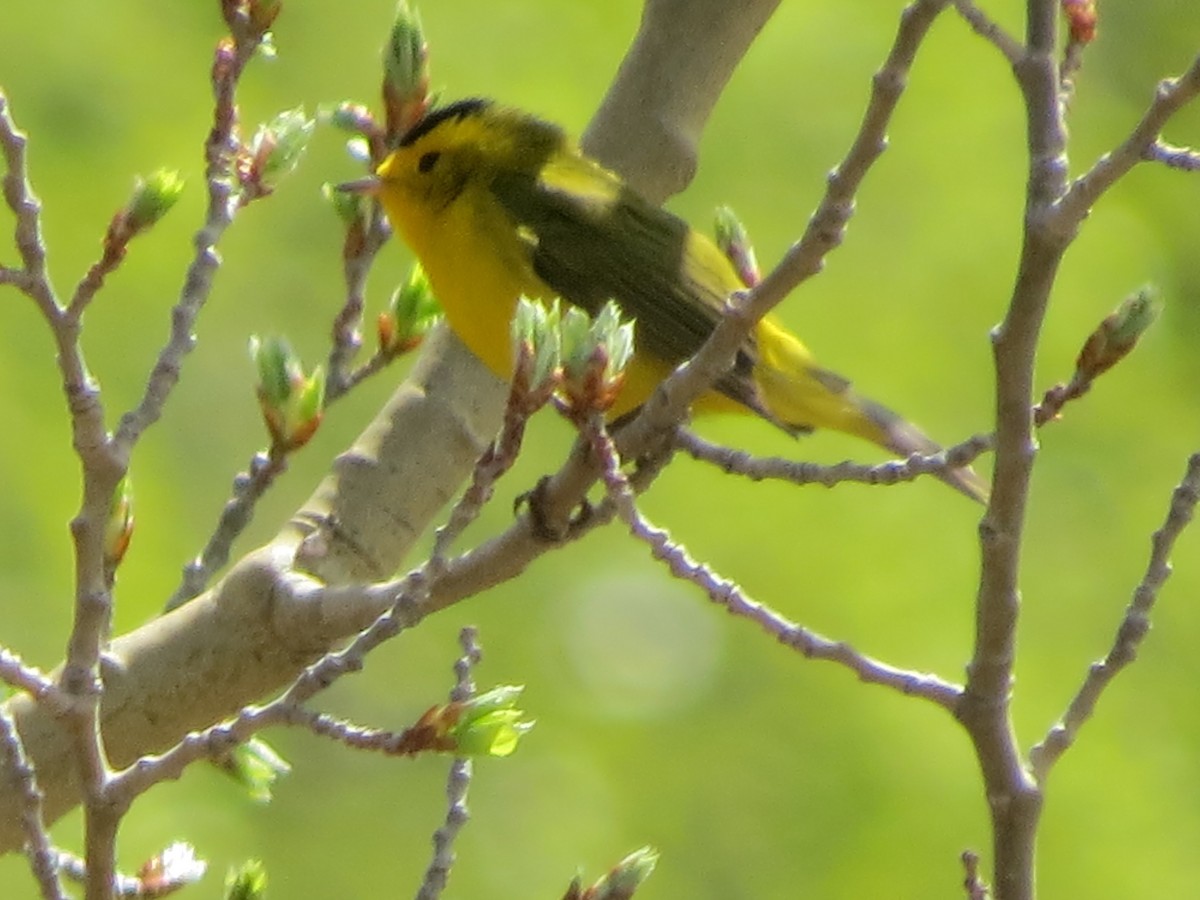 Wilson's Warbler - ML239913291
