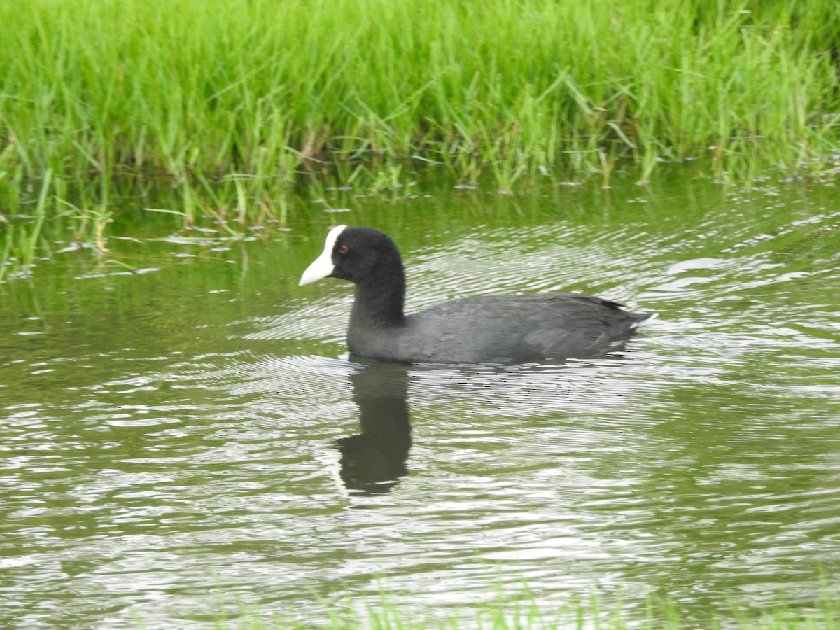 Hawaiian Coot - ML239913551