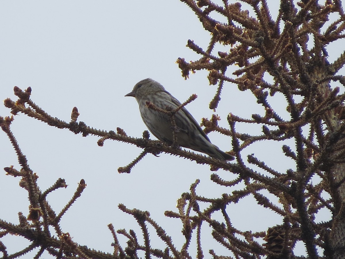 Pine Siskin - ML239913831