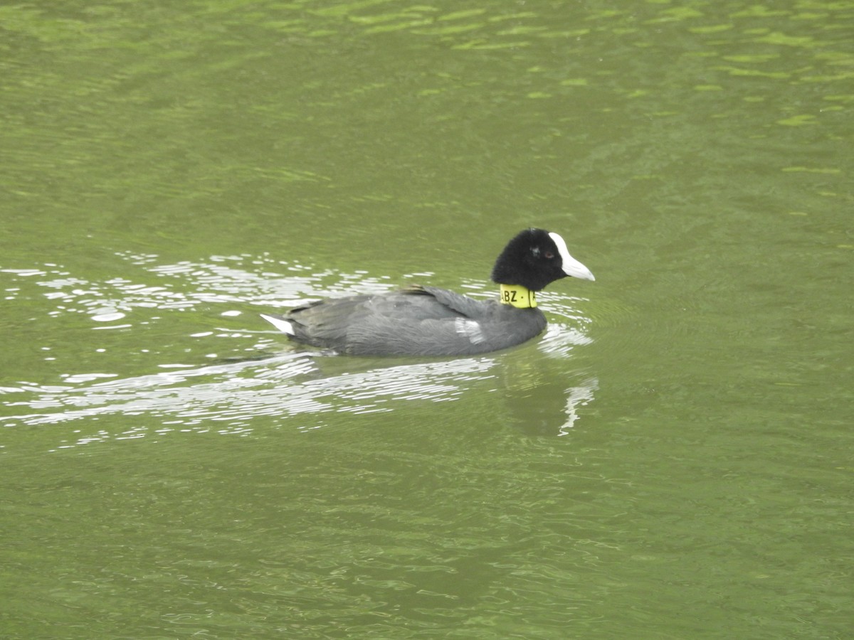 Hawaiian Coot - ML239913841