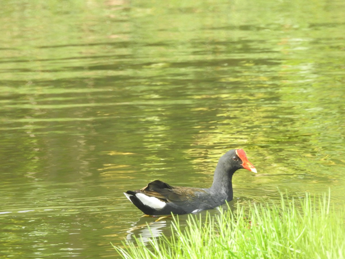 Common Gallinule (Hawaiian) - Judy Matsuoka