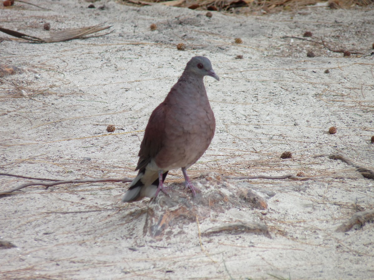 Malagasy Turtle-Dove - ML239914171
