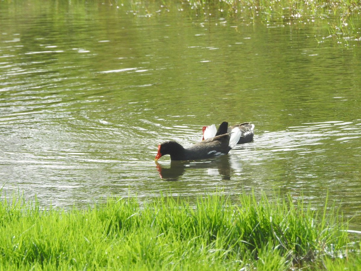 Common Gallinule (Hawaiian) - Judy Matsuoka