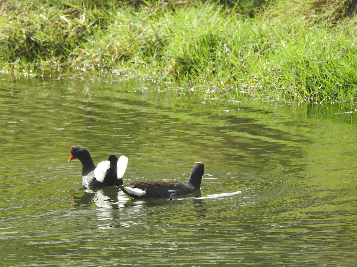 Common Gallinule (Hawaiian) - ML239914451