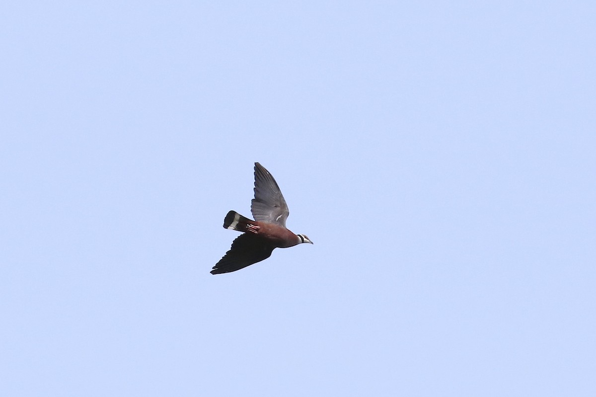 Collared Imperial-Pigeon - ML239914471