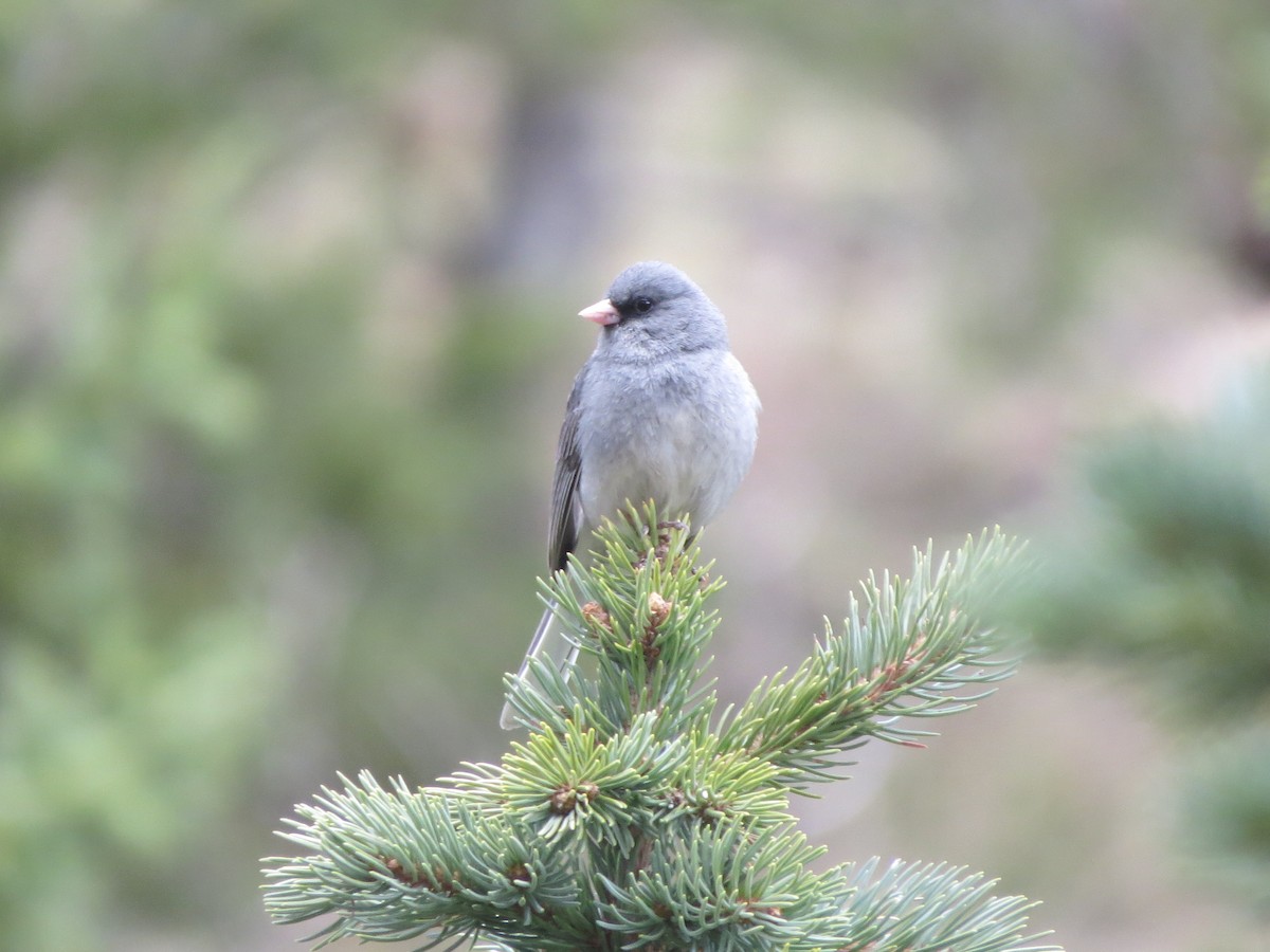 Dark-eyed Junco - ML239914571