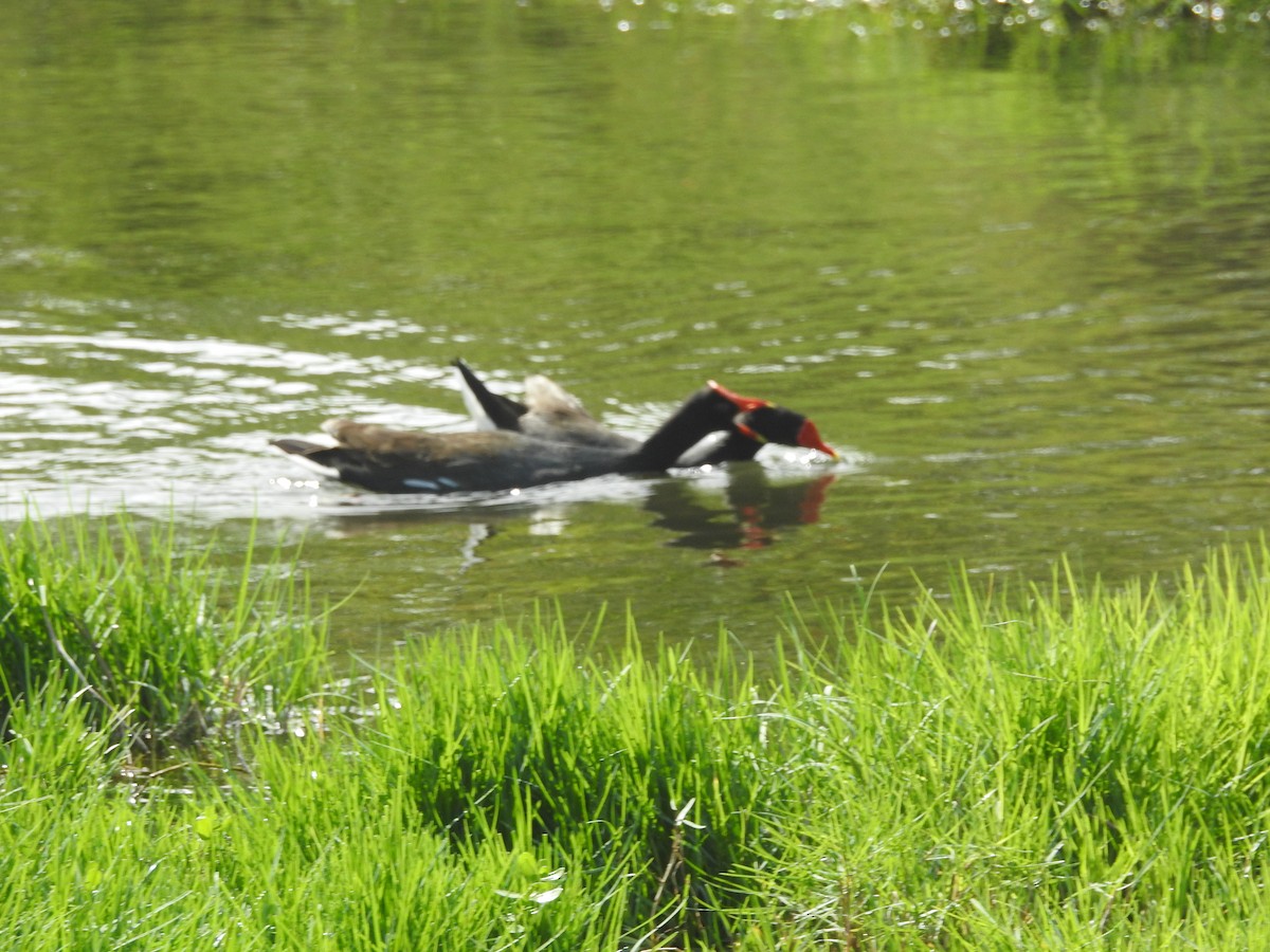 Common Gallinule (Hawaiian) - ML239915351