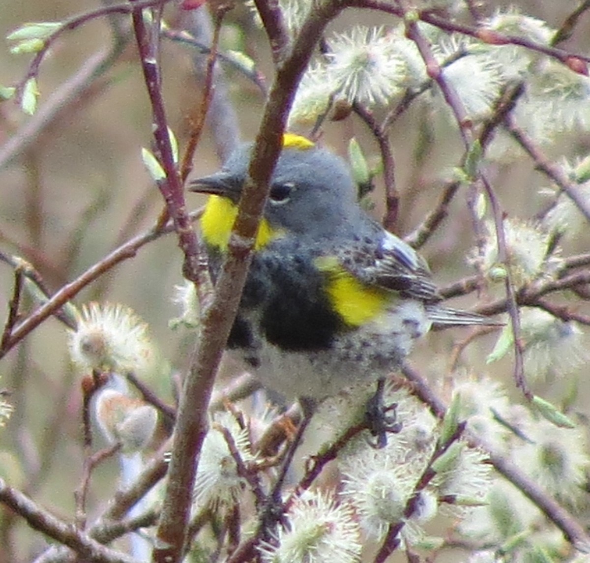 Yellow-rumped Warbler - ML239915881