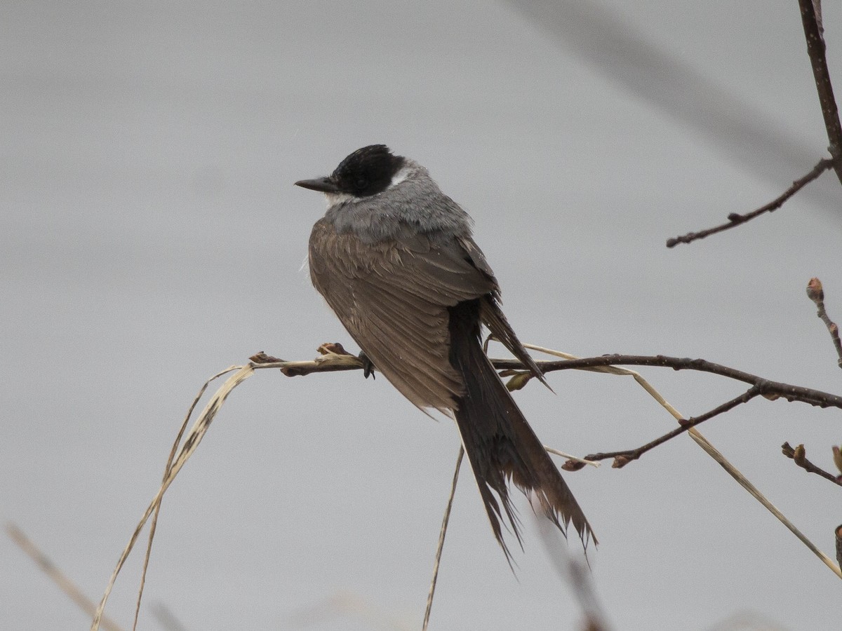 Fork-tailed Flycatcher - ML239917251