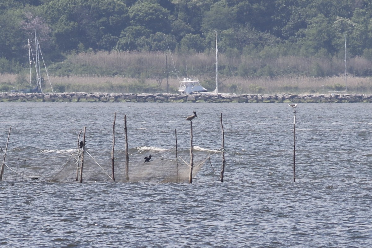 Brown Pelican - ML239917561