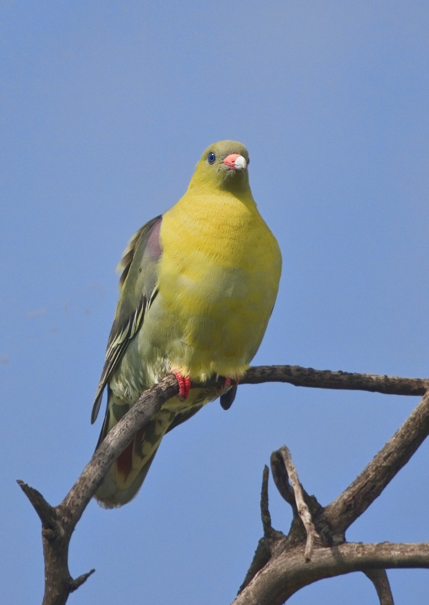 African Green-Pigeon - Cindy Cone