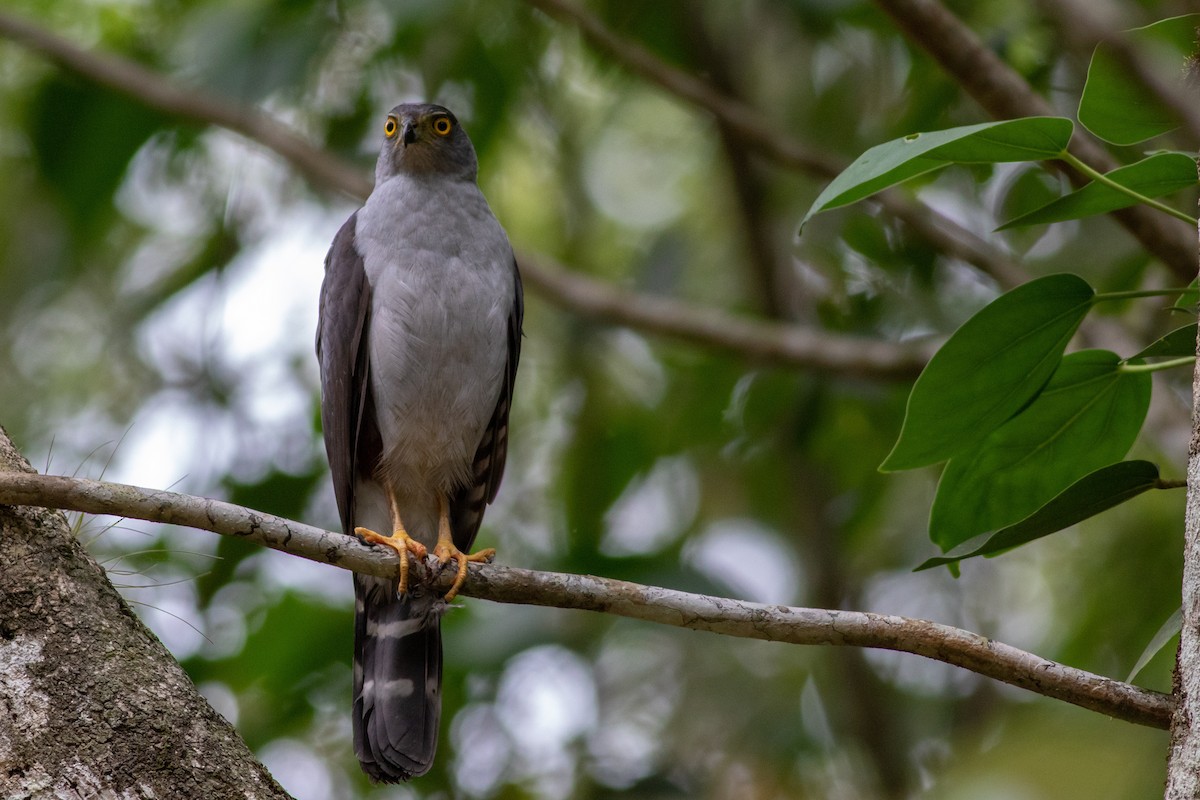 Bicolored Hawk - ML239919871