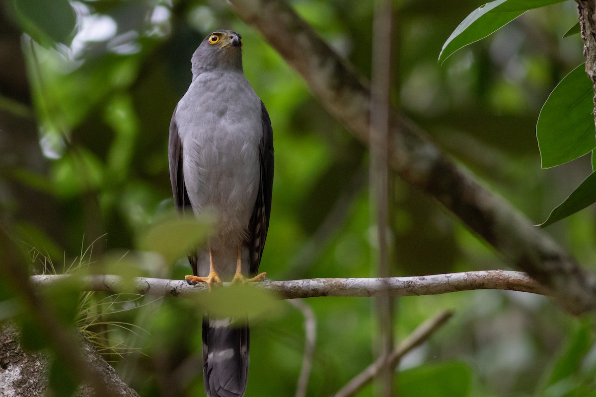 Bicolored Hawk - Francis Canto Jr