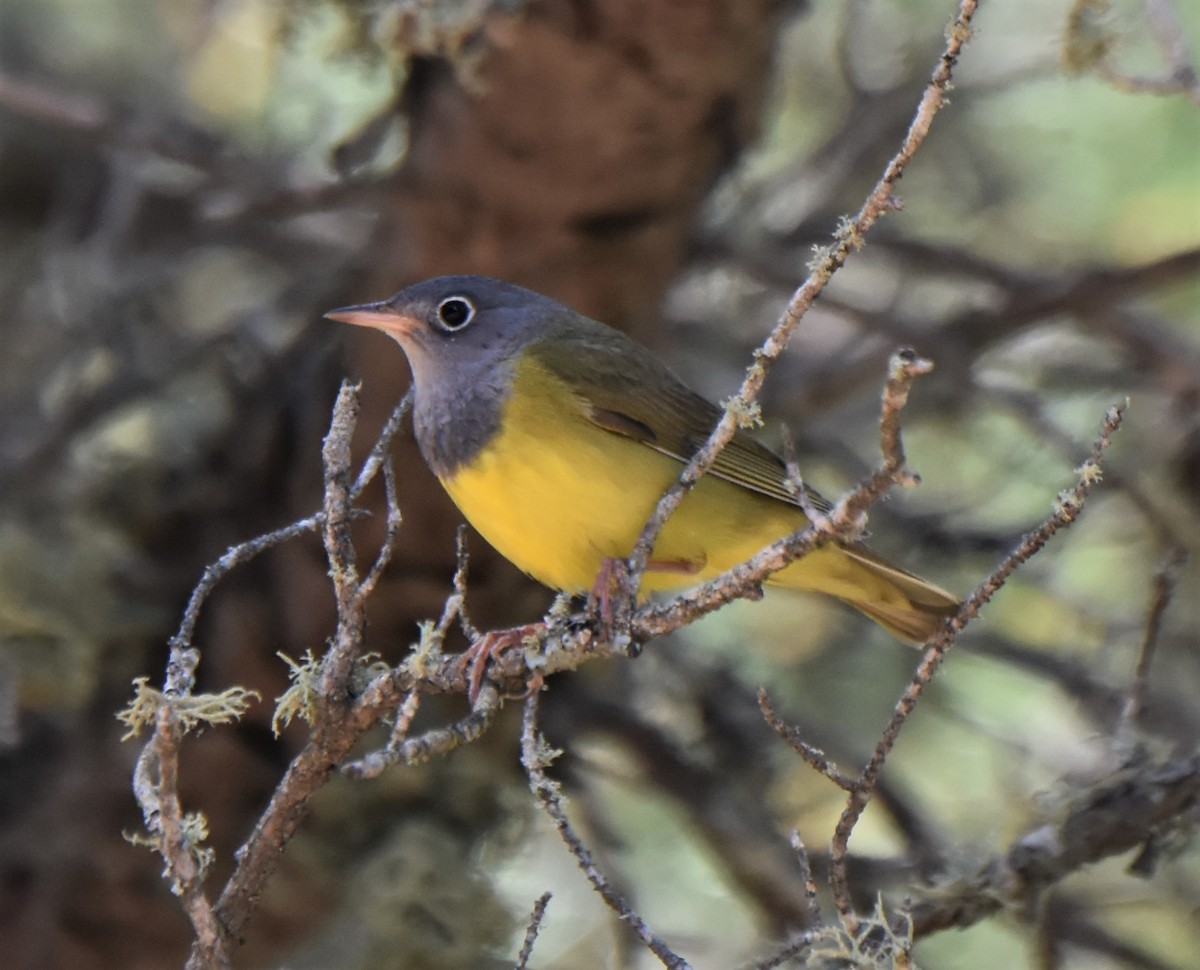 Connecticut Warbler - Ken Milender