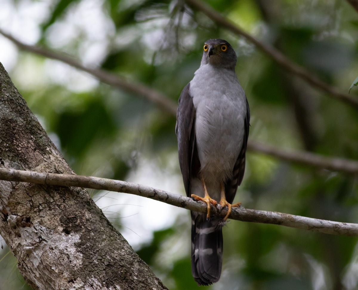 Bicolored Hawk - ML239920141