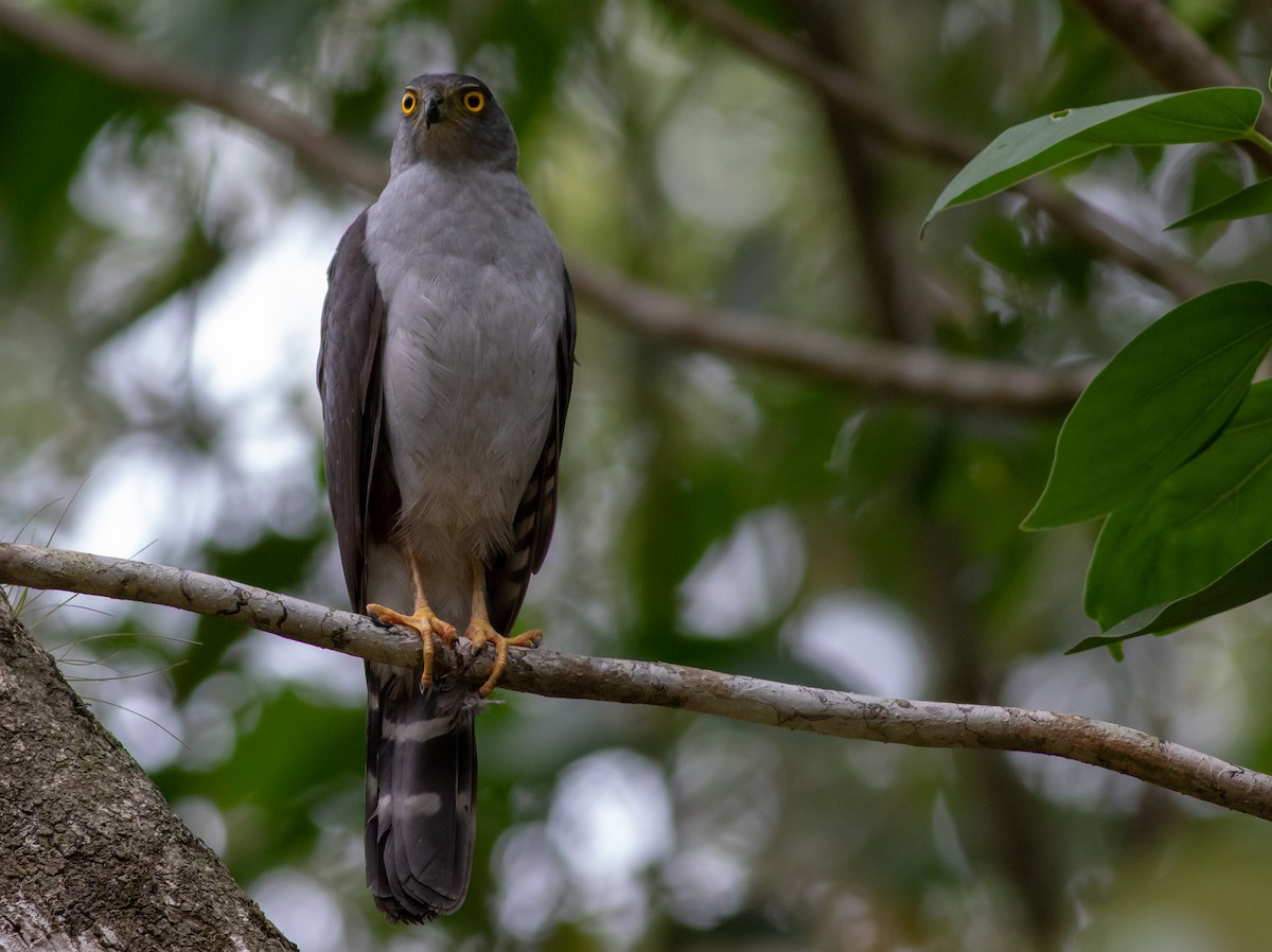 Bicolored Hawk - ML239920451