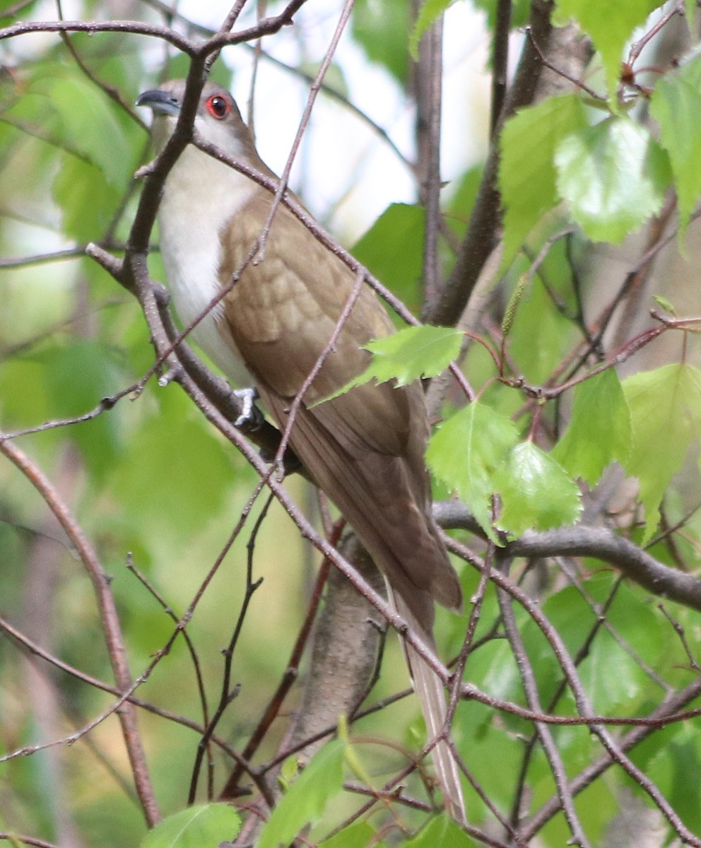 Black-billed Cuckoo - ML239921151