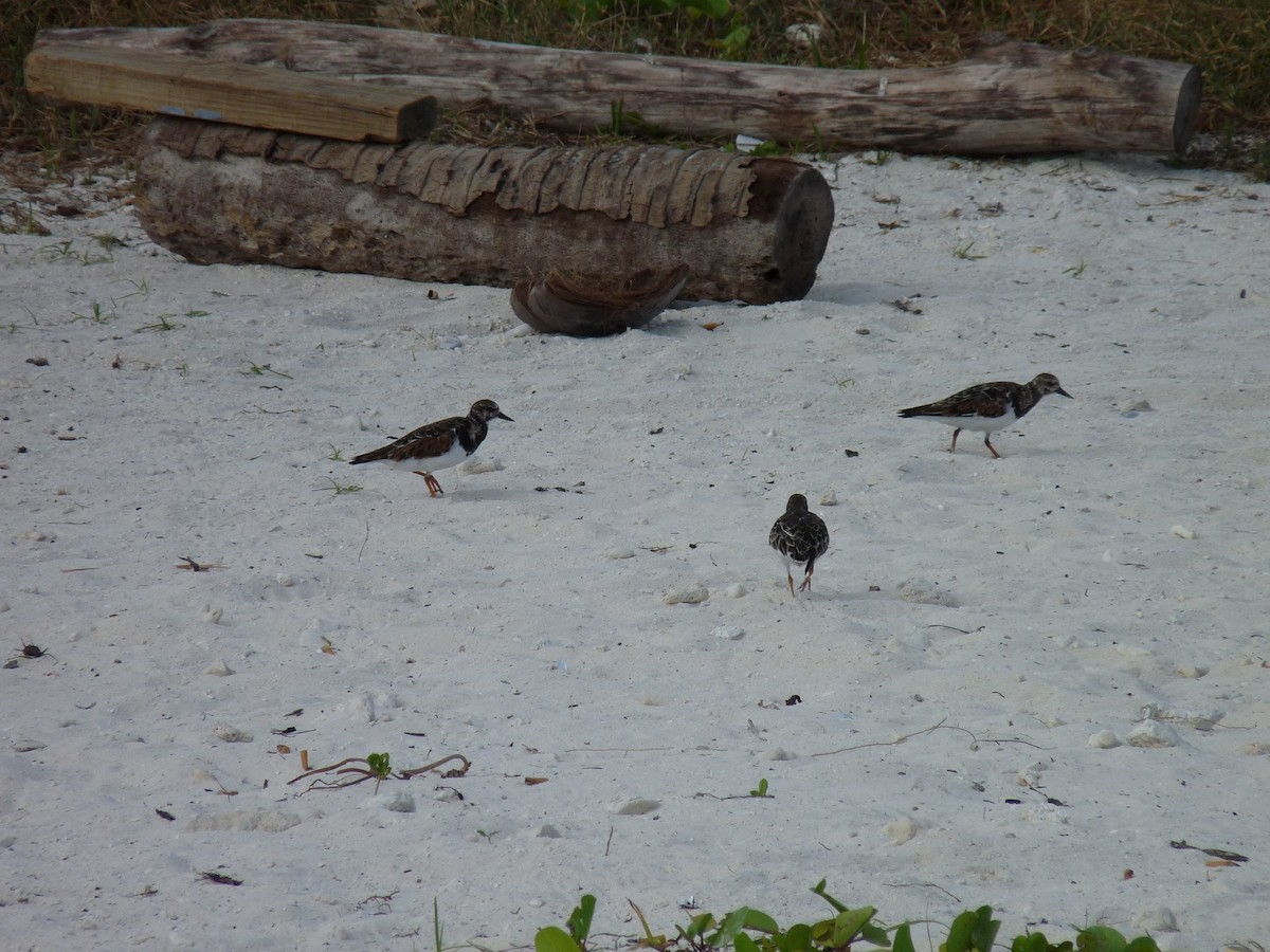 Ruddy Turnstone - ML239922741