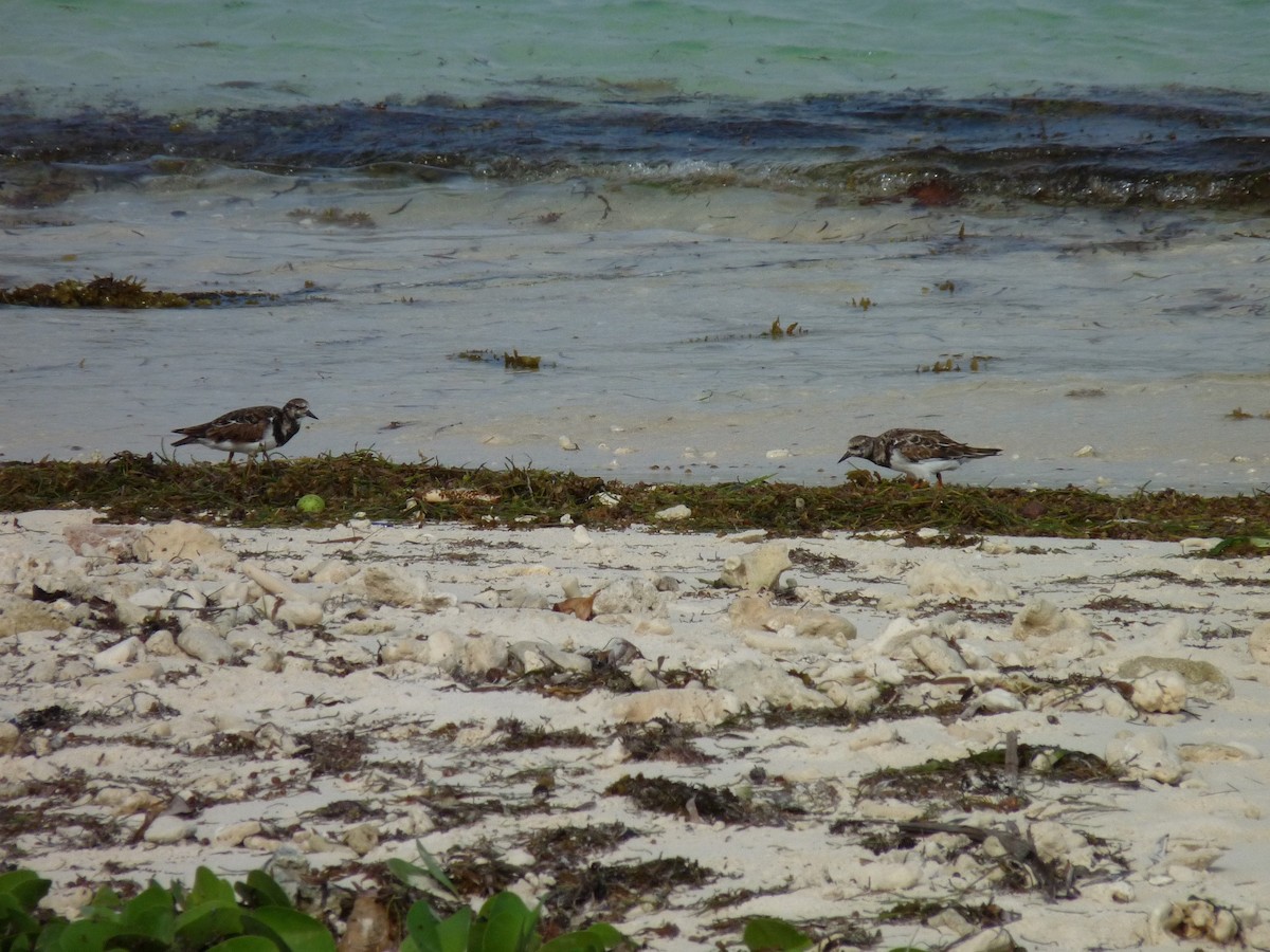 Ruddy Turnstone - ML239922751