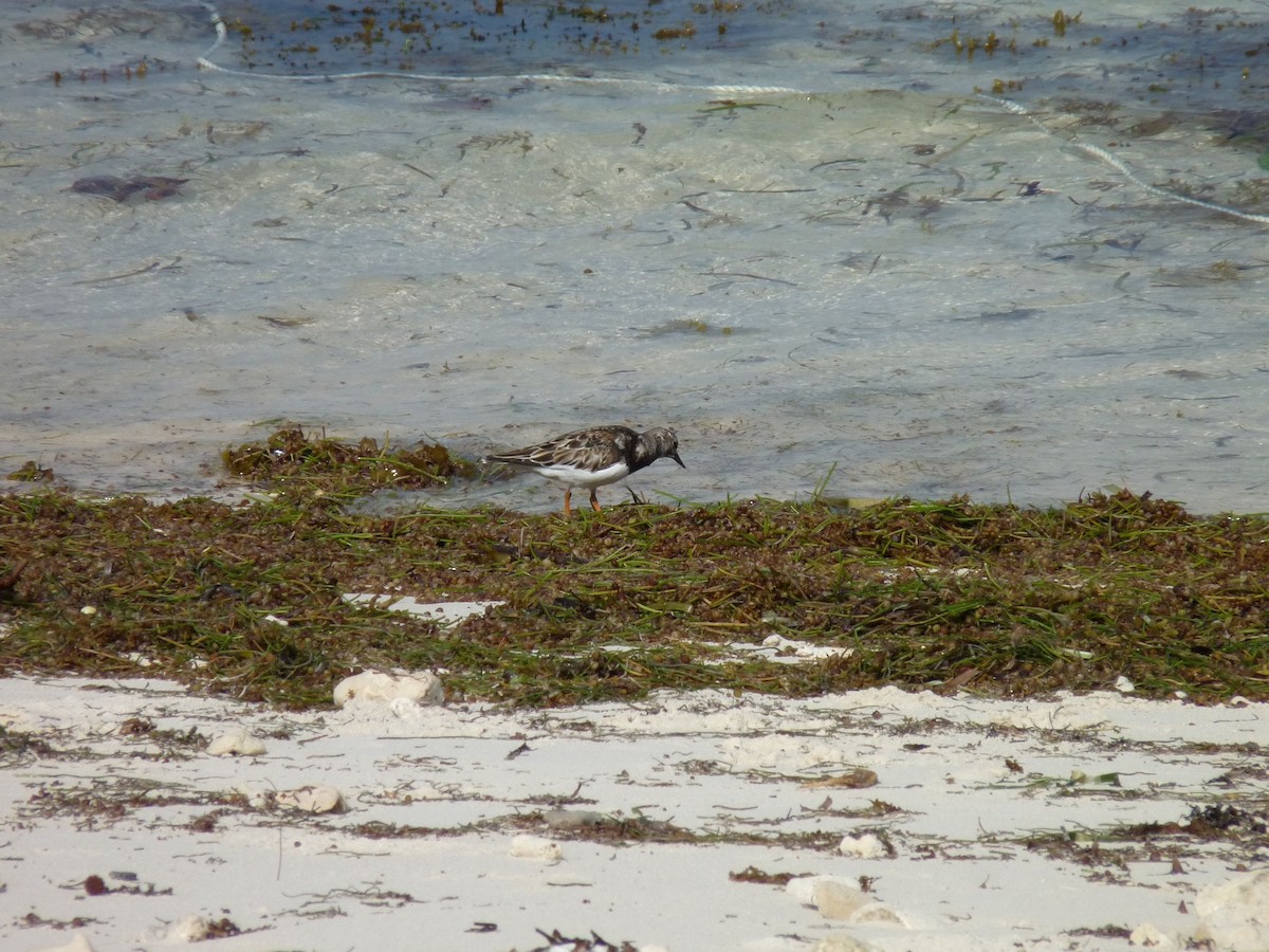 Ruddy Turnstone - ML239922761