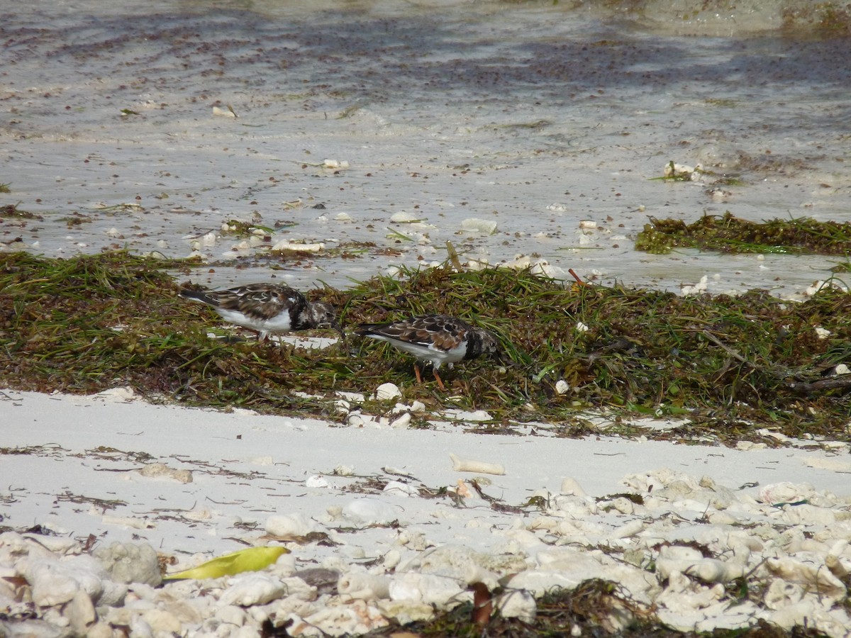 Ruddy Turnstone - ML239922771