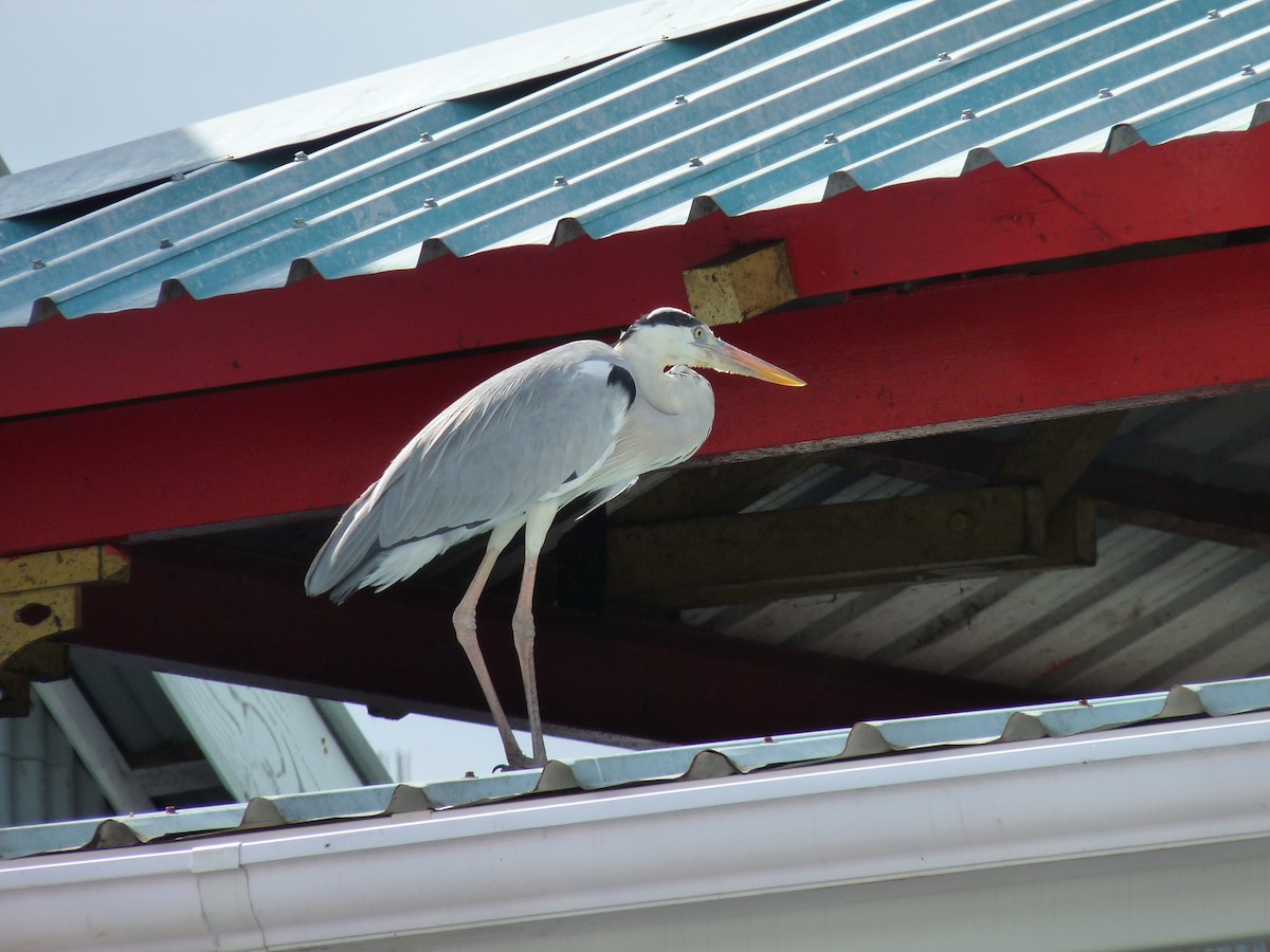 Gray Heron - ML239922831