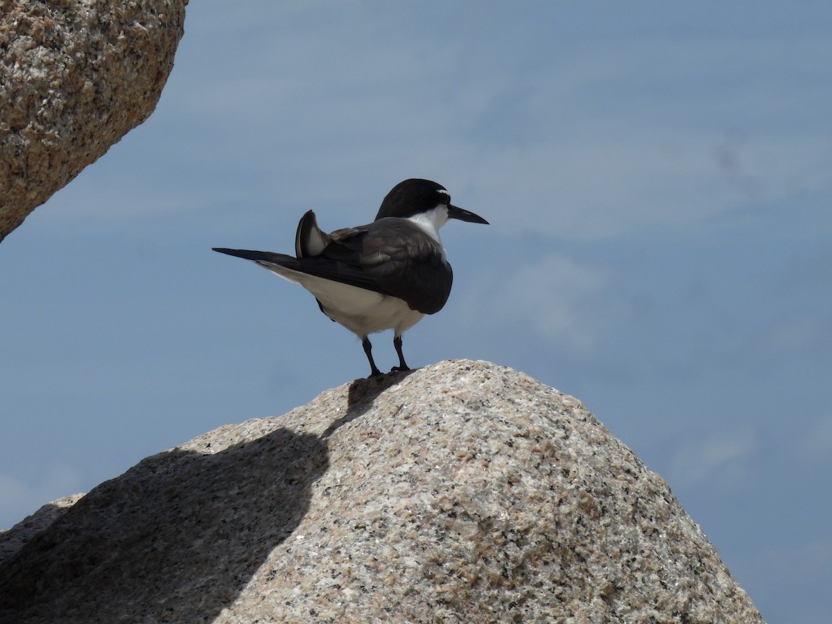 Bridled Tern - ML239923361