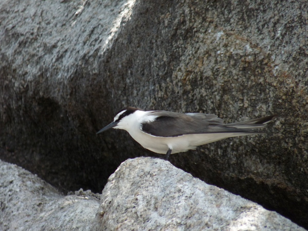 Bridled Tern - ML239923371