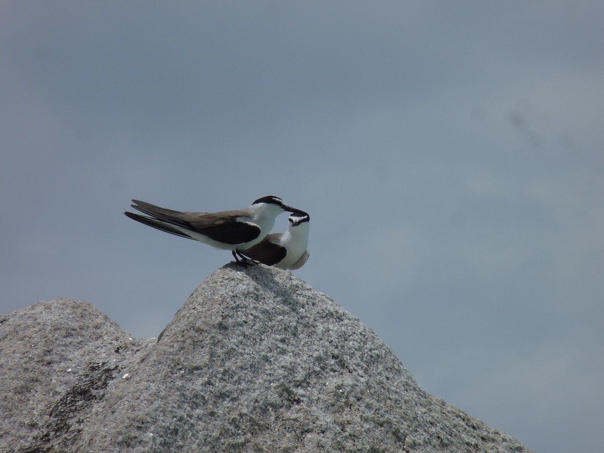 Bridled Tern - ML239923611