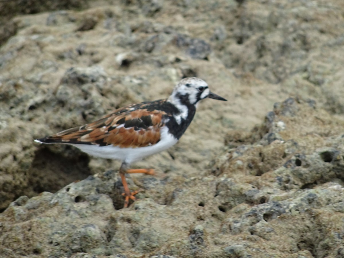 Ruddy Turnstone - ML239923851