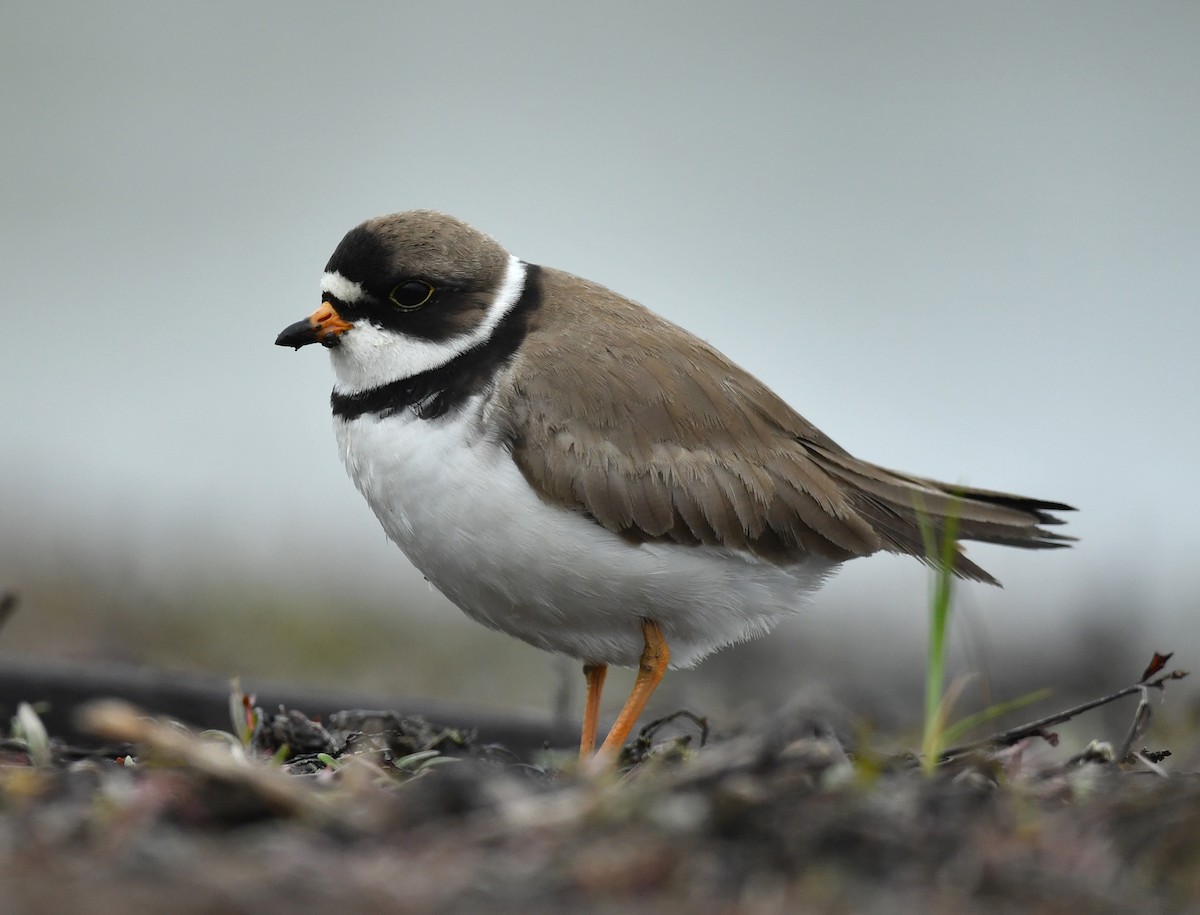 Semipalmated Plover - ML239923861