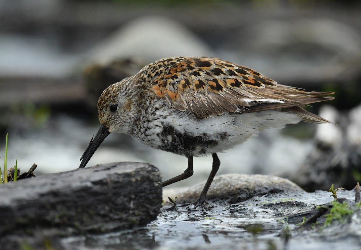 Dunlin - ML239923951