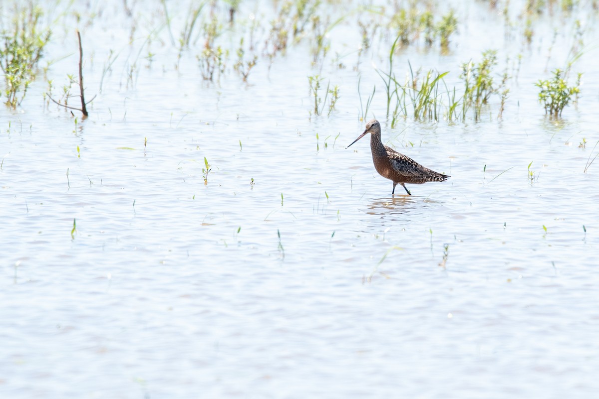 Hudsonian Godwit - Ian Campbell