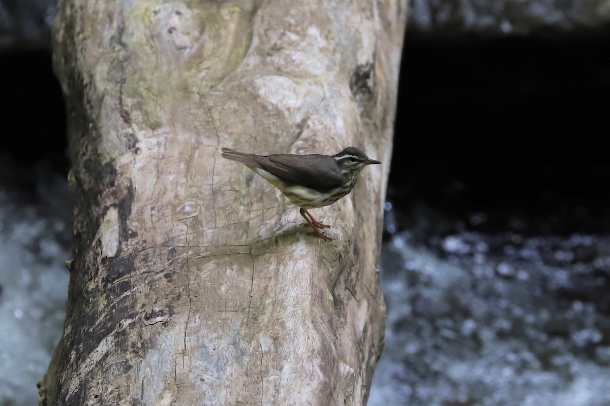 Louisiana Waterthrush - ML239928661