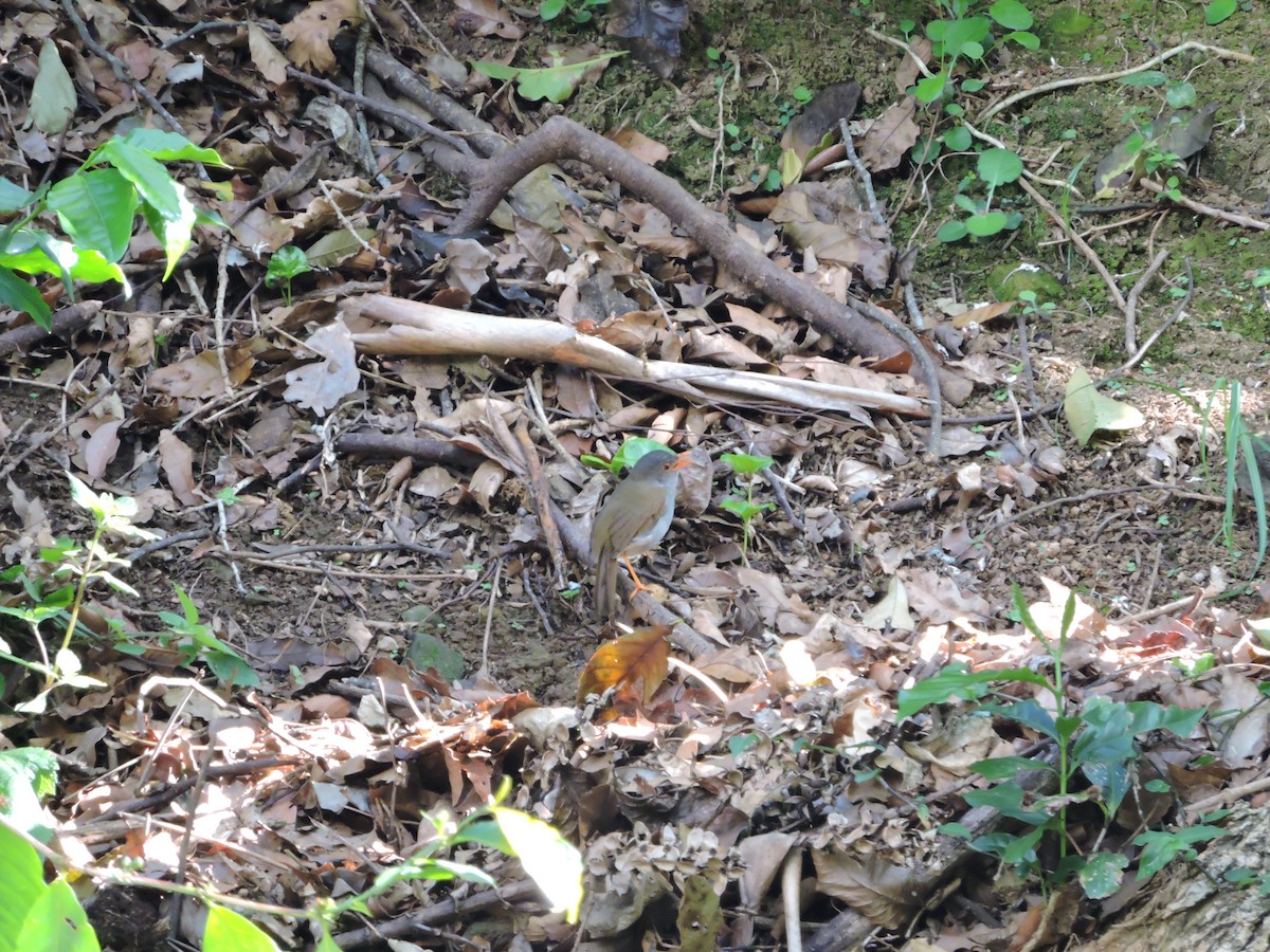 Orange-billed Nightingale-Thrush (Gray-headed) - ML239929861