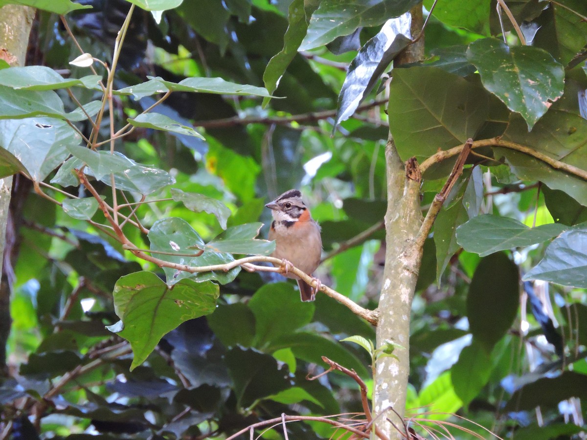 Rufous-collared Sparrow - ML239929951