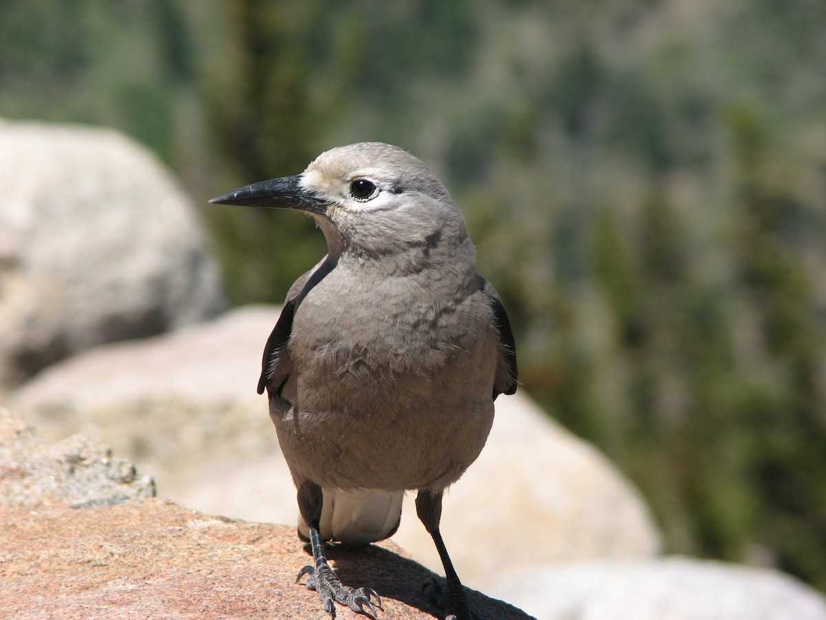 Clark's Nutcracker - ML239930161