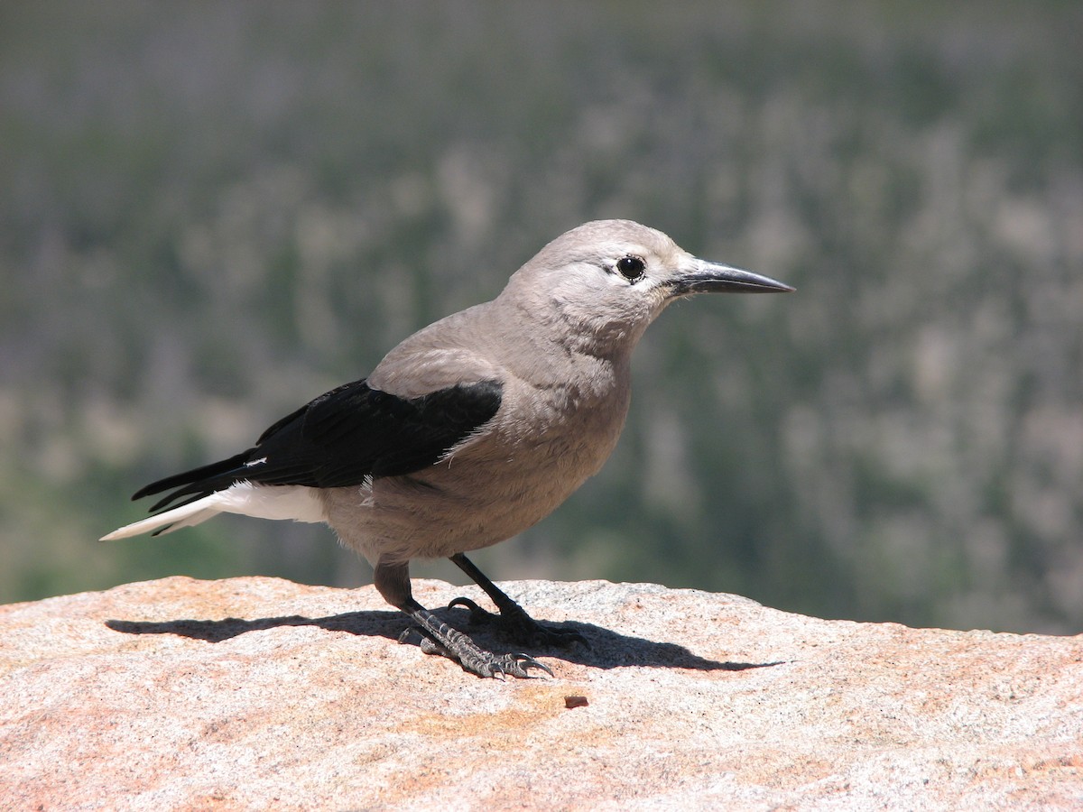 Clark's Nutcracker - ML239930171
