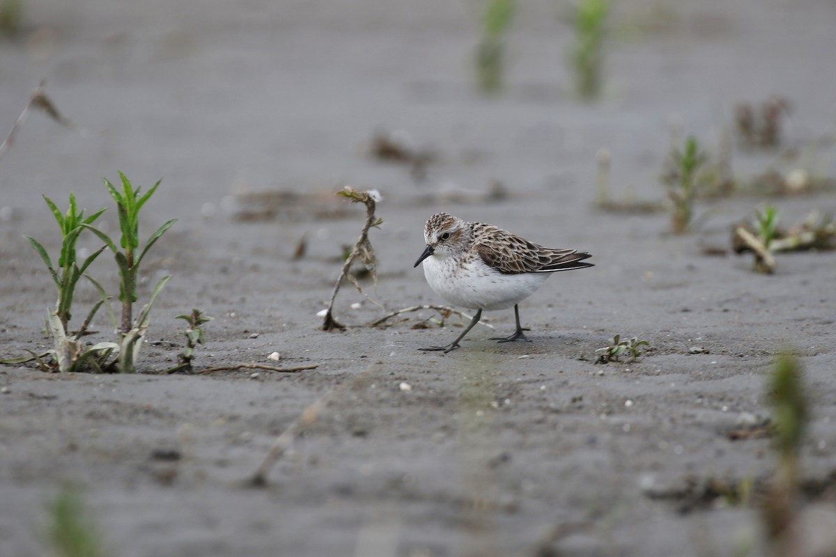 Semipalmated Sandpiper - Denis Tétreault