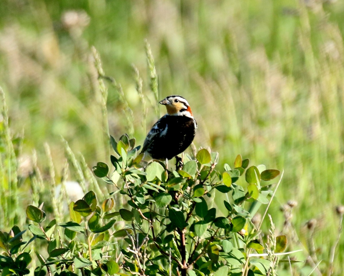 Chestnut-collared Longspur - ML239933111